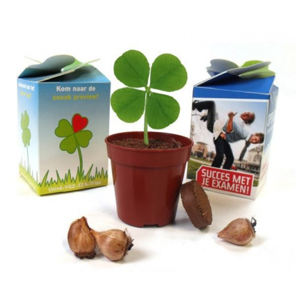 4 Kleeblatt im Topf - Topgiving